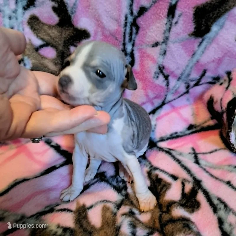 Jinx – American Hairless Terrier puppy for sale in Forest, MS