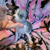 Jinx, a female American Hairless Terrier for sale in Forest, MS – 1 of 2