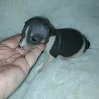 Lily, a female American Hairless Terrier for sale in Forest, MS – 1 of 4