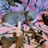 Jinx, a female American Hairless Terrier for sale in Forest, MS – 2 of 2