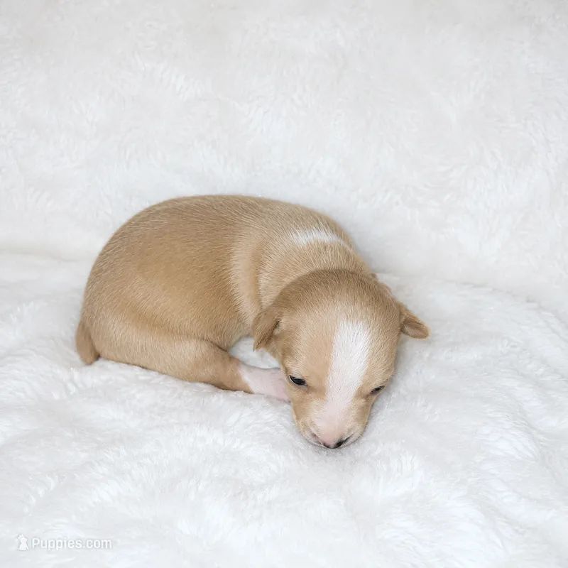 Posy – Rat Terrier puppy on hold in Forest, MS