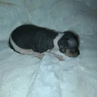 Lily, a female American Hairless Terrier for sale in Forest, MS – 4 of 4