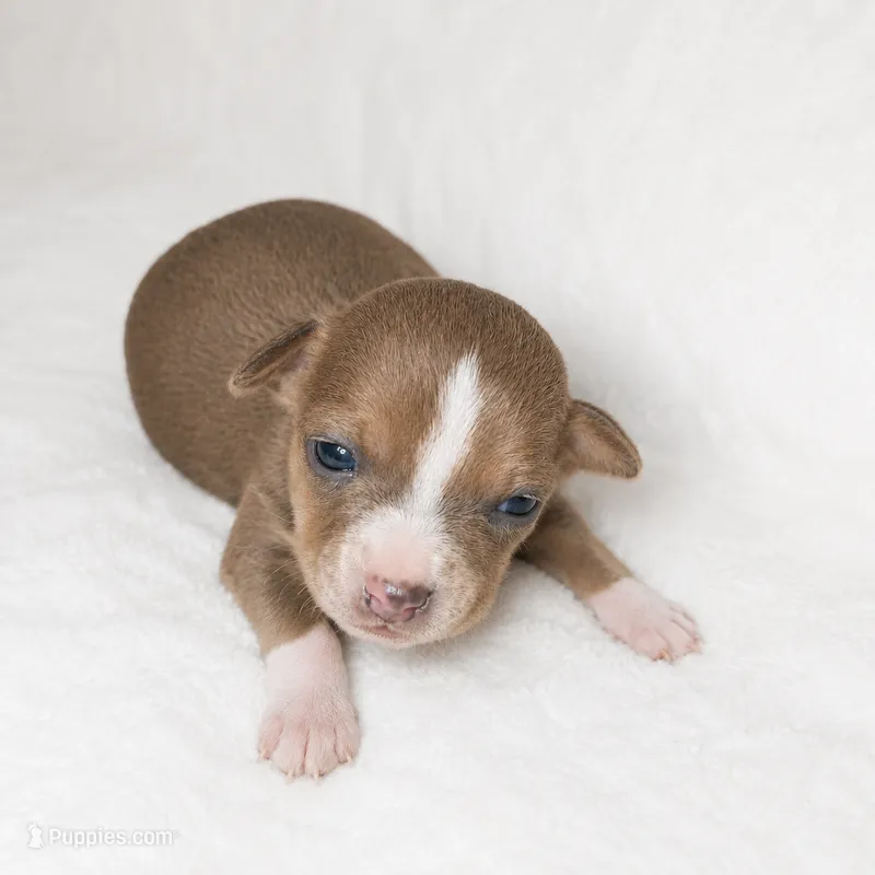 Clover – Rat Terrier puppy for sale in Forest, MS