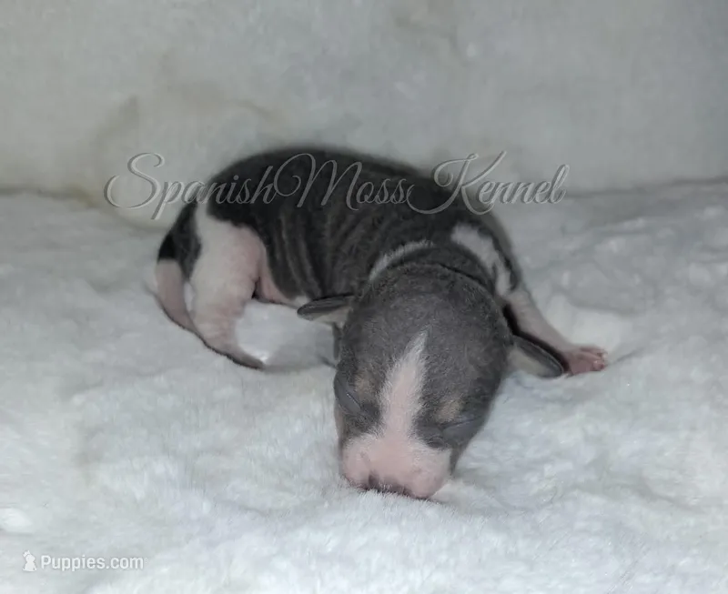 Fern – American Hairless Terrier puppy for sale in Forest, MS
