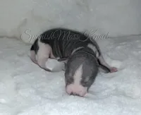 Fern, a female American Hairless Terrier for sale in Forest, MS – 1 of 1