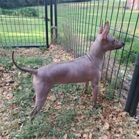 Buffy, a female American Hairless Terrier for sale in Forest, MS – 2 of 3
