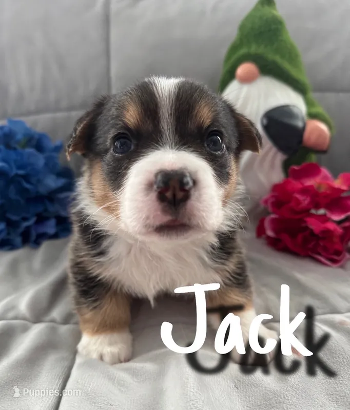 Jack – Pembroke Welsh Corgi puppy for sale in Murfreesboro, NC