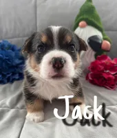 Jack, a male Pembroke Welsh Corgi for sale in Murfreesboro, NC – 1 of 3