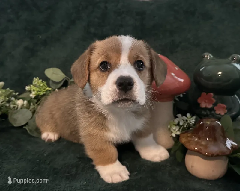 Tito – Pembroke Welsh Corgi puppy for sale in Murfreesboro, NC