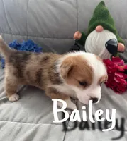 Bailey, a male Pembroke Welsh Corgi for sale in Murfreesboro, NC – 2 of 3