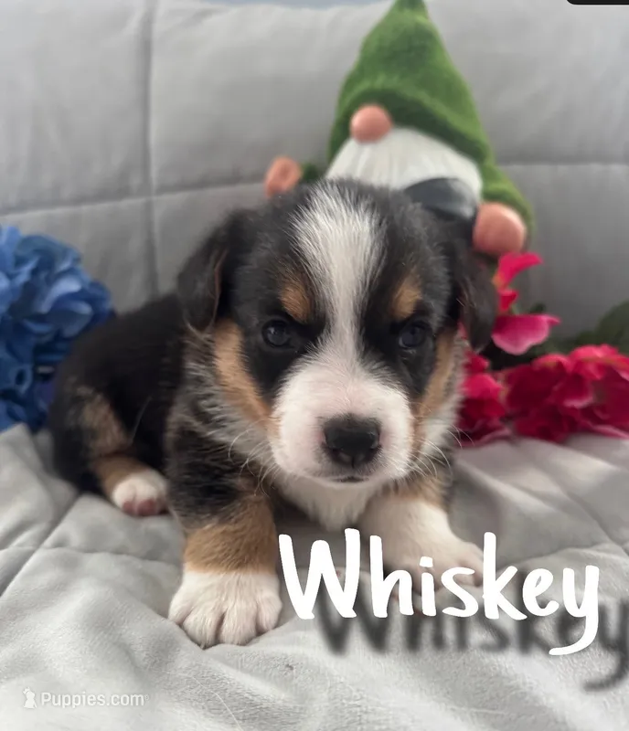 Whiskey  – Pembroke Welsh Corgi puppy for sale in Murfreesboro, NC