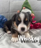 Whiskey , a male Pembroke Welsh Corgi for sale in Murfreesboro, NC – 1 of 3
