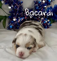 Bacardi , a female Pembroke Welsh Corgi for sale in Murfreesboro, NC – 3 of 3