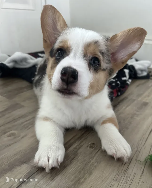 Bacardi  – Pembroke Welsh Corgi puppy for sale in Murfreesboro, NC