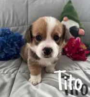 Tito, a male Pembroke Welsh Corgi for sale in Murfreesboro, NC – 1 of 3