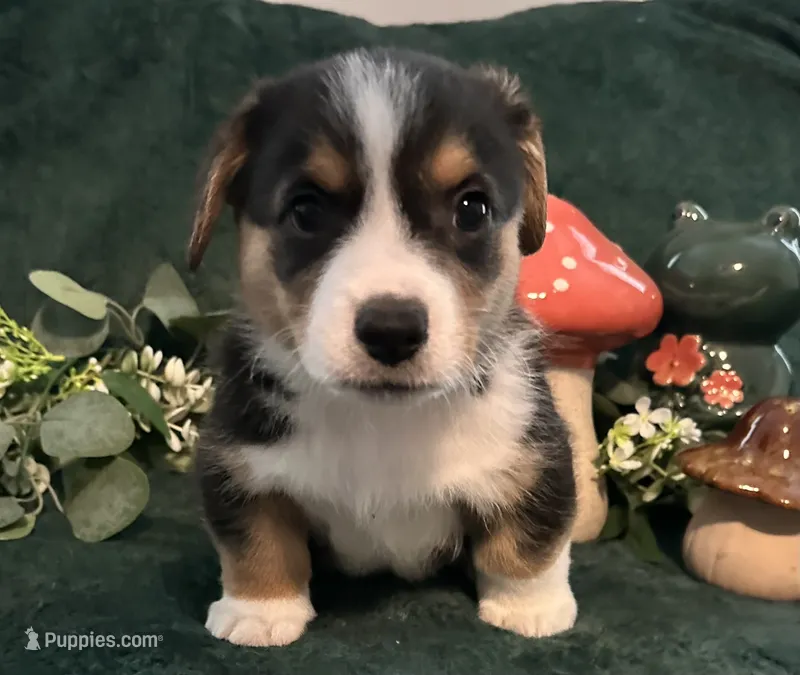 Whiskey  – Pembroke Welsh Corgi puppy for sale in Murfreesboro, NC