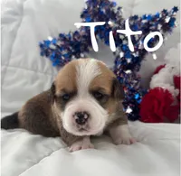 Tito, a male Pembroke Welsh Corgi for sale in Murfreesboro, NC – 3 of 3