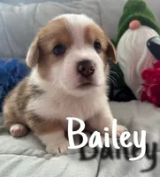 Bailey, a male Pembroke Welsh Corgi for sale in Murfreesboro, NC – 1 of 3