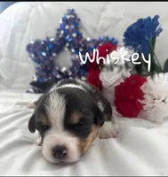 Whiskey , a male Pembroke Welsh Corgi for sale in Murfreesboro, NC – 3 of 3