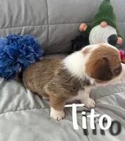 Tito, a male Pembroke Welsh Corgi for sale in Murfreesboro, NC – 2 of 3