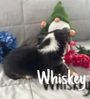 Whiskey , a male Pembroke Welsh Corgi for sale in Murfreesboro, NC – 2 of 3