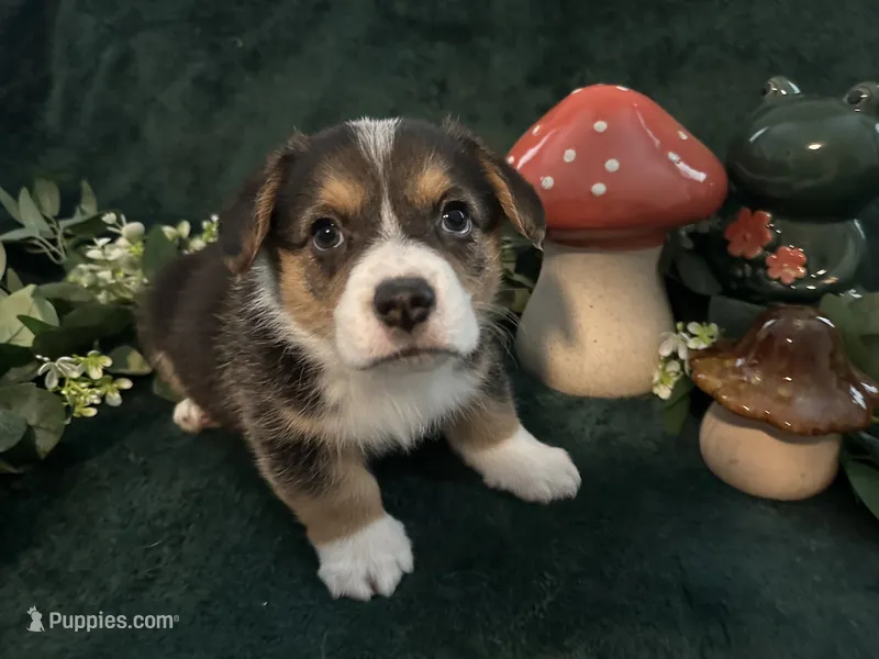 Jack – Pembroke Welsh Corgi puppy for sale in Murfreesboro, NC