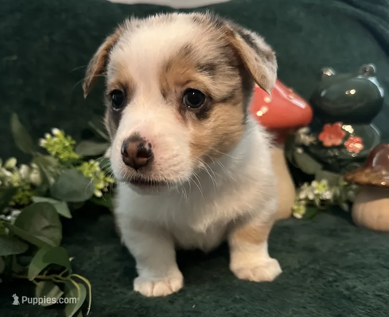 Bacardi  – Pembroke Welsh Corgi puppy for sale in Murfreesboro, NC