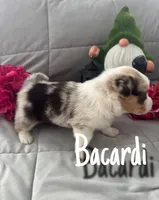 Bacardi , a female Pembroke Welsh Corgi for sale in Murfreesboro, NC – 2 of 3