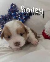 Bailey, a male Pembroke Welsh Corgi for sale in Murfreesboro, NC – 3 of 3