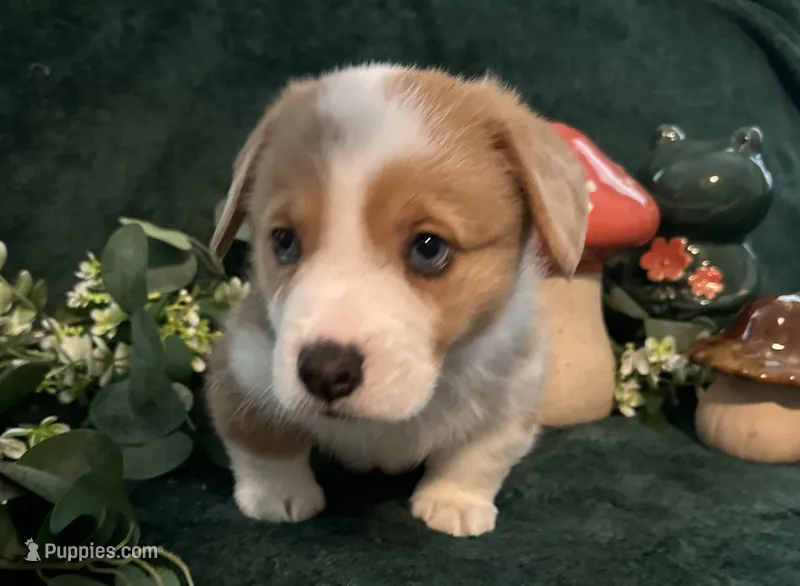 Bailey – Pembroke Welsh Corgi puppy for sale in Murfreesboro, NC