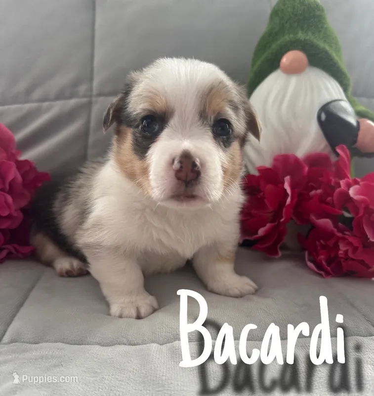 Bacardi  – Pembroke Welsh Corgi puppy for sale in Murfreesboro, NC