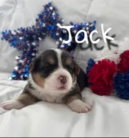 Jack, a male Pembroke Welsh Corgi for sale in Murfreesboro, NC – 3 of 3