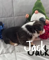 Jack, a male Pembroke Welsh Corgi for sale in Murfreesboro, NC – 2 of 3