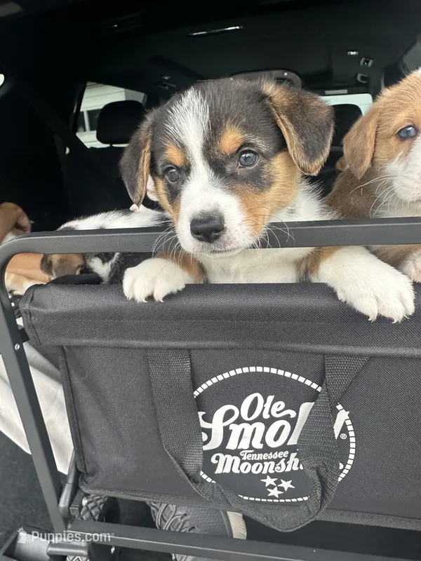 Jack – Pembroke Welsh Corgi puppy for sale in Murfreesboro, NC