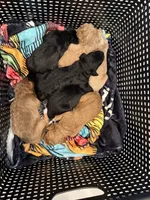 Rocket, Guardians of the Galaxy, a male Aussiedoodle and Poodle - Standard  for sale in Rancho Cucamonga, CA – 5 of 10