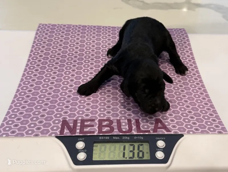 Nebula – Aussiedoodle, Poodle - Standard  puppy for sale in Rancho Cucamonga, CA