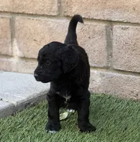 Gamora, a female Aussiedoodle and Poodle - Standard  for sale in Rancho Cucamonga, CA – 4 of 10