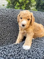 Drax, Guardians of the Galaxy, a male Aussiedoodle and Poodle - Standard  for sale in Rancho Cucamonga, CA – 6 of 10
