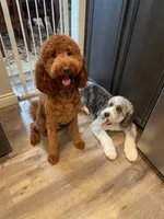 Cosmo, Guardians of the Galaxy, a female Aussiedoodle for sale in Rancho Cucamonga, CA – 7 of 9