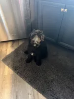 Nebula, a female Aussiedoodle and Poodle - Standard  for sale in Rancho Cucamonga, CA – 3 of 10
