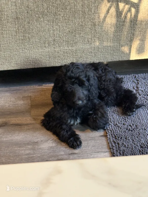 Gamora – Aussiedoodle, Poodle - Standard  puppy for sale in Rancho Cucamonga, CA