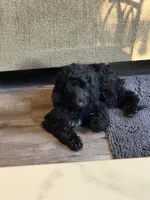 Gamora, a female Aussiedoodle and Poodle - Standard  for sale in Rancho Cucamonga, CA – 2 of 10