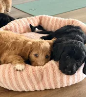 Rocket, Guardians of the Galaxy, a male Aussiedoodle and Poodle - Standard  for sale in Rancho Cucamonga, CA – 4 of 10