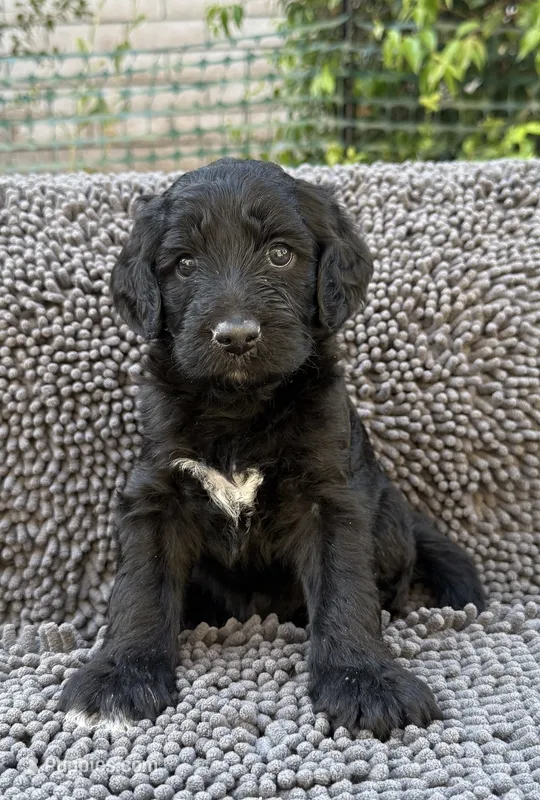 Gamora – Aussiedoodle, Poodle - Standard  puppy for sale in Rancho Cucamonga, CA