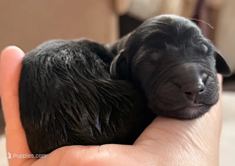 Nebula – Aussiedoodle, Poodle - Standard  puppy for sale in Rancho Cucamonga, CA