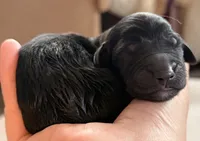 Nebula, a female Aussiedoodle and Poodle - Standard  for sale in Rancho Cucamonga, CA – 1 of 9