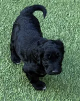 Gamora, a female Aussiedoodle and Poodle - Standard  for sale in Rancho Cucamonga, CA – 3 of 10