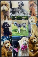 Groot, Guardians of the Galaxy, a male Aussiedoodle and Poodle - Standard  for sale in Rancho Cucamonga, CA – 10 of 10