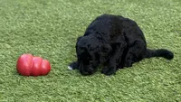 Gamora, a female Aussiedoodle and Poodle - Standard  for sale in Rancho Cucamonga, CA – 5 of 10