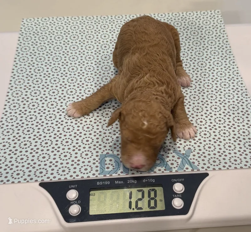 Drax, Guardians of the Galaxy – Aussiedoodle, Poodle - Standard  puppy for sale in Rancho Cucamonga, CA